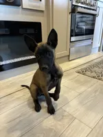 Purebred Belgian Malinois Puppies , a male Belgian Malinois for sale in Madera, CA – 8 of 10