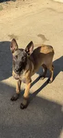 Purebred Belgian Malinois Puppies , a female Belgian Malinois for sale in Madera, CA – 3 of 6