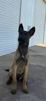Purebred Belgian Malinois Puppies , a female Belgian Malinois for sale in Madera, CA – 2 of 6