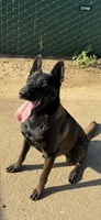 Purebred Belgian Malinois Puppies , a female Belgian Malinois for sale in Madera, CA – 5 of 6