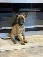 Purebred Belgian Malinois Puppies , a male Belgian Malinois for sale in Madera, CA – 10 of 10