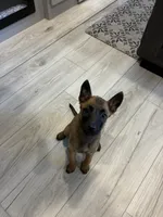 Purebred Belgian Malinois Puppies , a male Belgian Malinois for sale in Madera, CA – 5 of 10