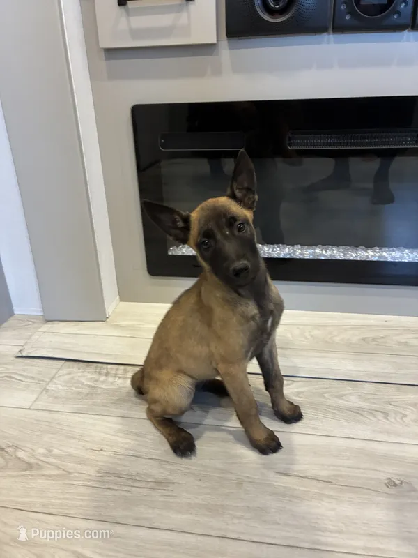 Purebred Belgian Malinois Puppies  – Belgian Malinois puppy for sale in Madera, CA