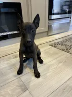 Purebred Belgian Malinois Puppies , a male Belgian Malinois for sale in Madera, CA – 9 of 10