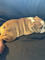 Sally, a female English Bulldog for sale in Beattie, KS – 4 of 4