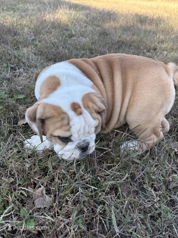 Oreo’s Sally – English Bulldog puppy for sale in Beattie, KS