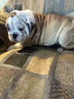 Reduced price Oreo cookie, a female English Bulldog for sale in Beattie, KS – 3 of 4