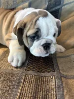 Reduced price Oreo cookie, a female English Bulldog for sale in Beattie, KS – 2 of 4