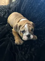Sally Ann, a female English Bulldog for sale in Beattie, KS – 1 of 3