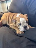Sally, a female English Bulldog for sale in Beattie, KS – 2 of 4