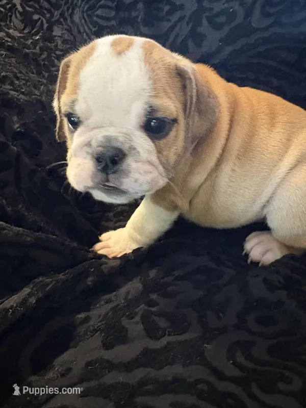Oreo’s Sally – English Bulldog puppy for sale in Beattie, KS