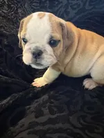 Oreo’s Sally, a female English Bulldog for sale in Beattie, KS – 1 of 4