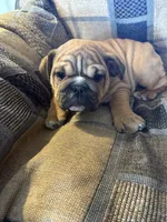 Nicole, a female English Bulldog for sale in Beattie, KS – 2 of 4