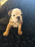 Fred, a male English Bulldog for sale in Beattie, KS – 2 of 3