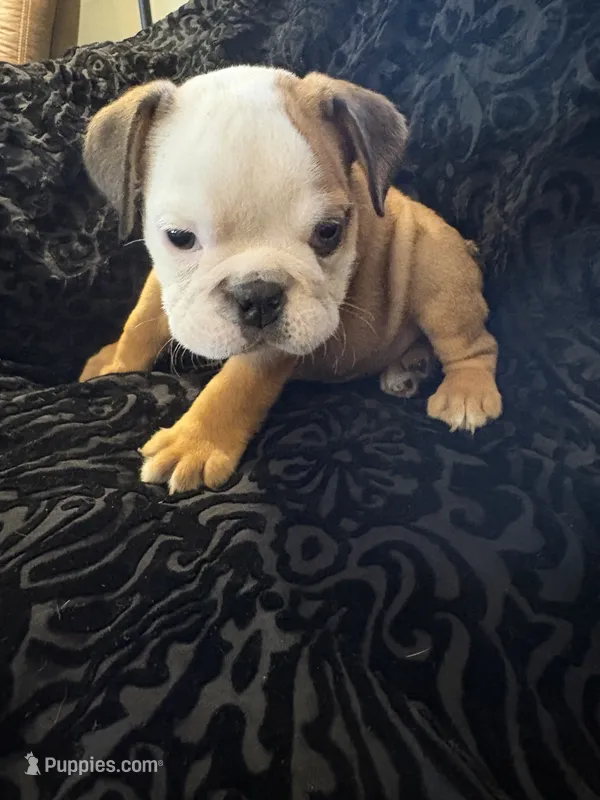 Fred – English Bulldog puppy for sale in Beattie, KS