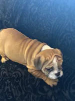 Sally Ann, a female English Bulldog for sale in Beattie, KS – 3 of 3