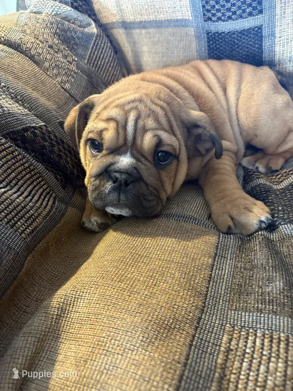 Nicole – English Bulldog puppy for sale in Beattie, KS