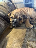 Nicole, a female English Bulldog for sale in Beattie, KS – 1 of 4