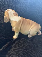 Oreo’s Sally, a female English Bulldog for sale in Beattie, KS – 4 of 4