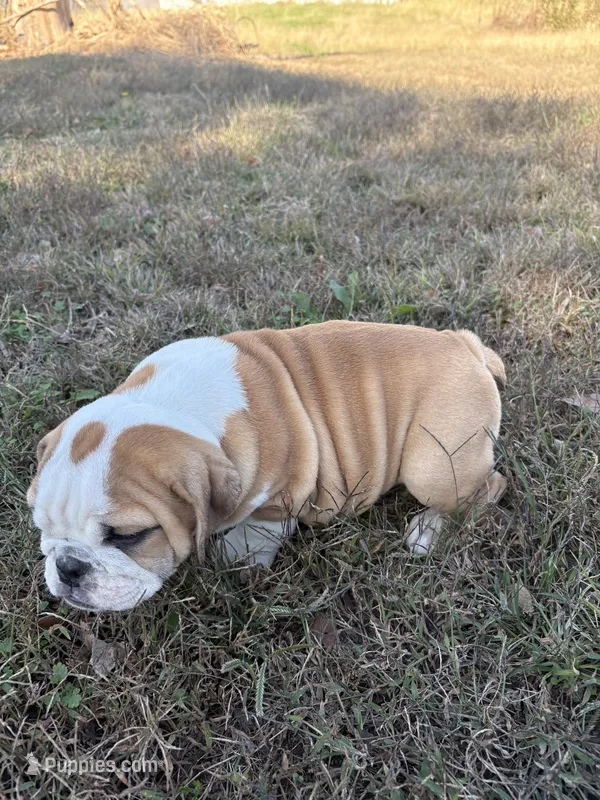 Oreo’s Sally – English Bulldog puppy for sale in Beattie, KS