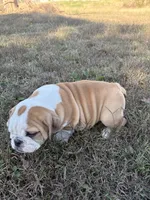Pending Oreo’s Sally, a female English Bulldog for sale in Beattie, KS – 6 of 7