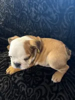 Fred, a male English Bulldog for sale in Beattie, KS – 3 of 3