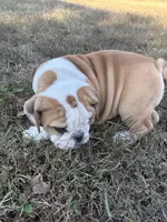 Pending Oreo’s Sally, a female English Bulldog for sale in Beattie, KS – 7 of 7