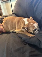 Sally, a female English Bulldog for sale in Beattie, KS – 3 of 4
