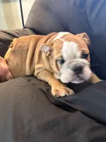Sally, a female English Bulldog for sale in Beattie, KS – 1 of 4