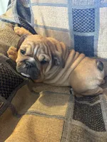 Nicole, a female English Bulldog for sale in Beattie, KS – 3 of 4