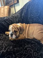 Sally Ann, a female English Bulldog for sale in Beattie, KS – 2 of 3