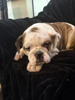 Snuggles , a male English Bulldog for sale in Beattie, KS – Photo 3 of 5