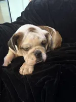 Snuggles , a male English Bulldog for sale in Beattie, KS – Photo 2 of 5