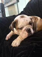Snuggles , a male English Bulldog for sale in Beattie, KS – Photo 5 of 5