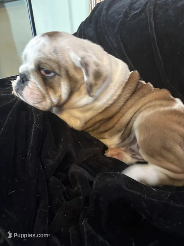 Snuggles  – English Bulldog puppy for sale in Beattie, KS