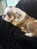 Snuggles , a male English Bulldog for sale in Beattie, KS – Photo 1 of 5