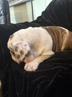 Snuggles , a male English Bulldog for sale in Beattie, KS – Photo 4 of 5