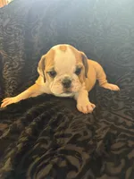 Oreo’s Sally, a female English Bulldog for sale in Beattie, KS – 3 of 4
