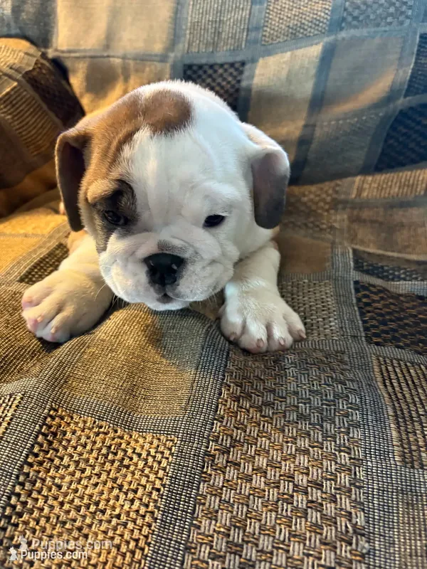 Oreo cookie – English Bulldog puppy for sale in Beattie, KS