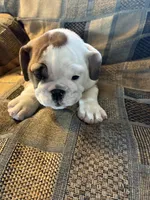 Reduced price Oreo cookie, a female English Bulldog for sale in Beattie, KS – 4 of 4