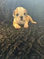 Oreo’s Sally, a female English Bulldog for sale in Beattie, KS – 2 of 4