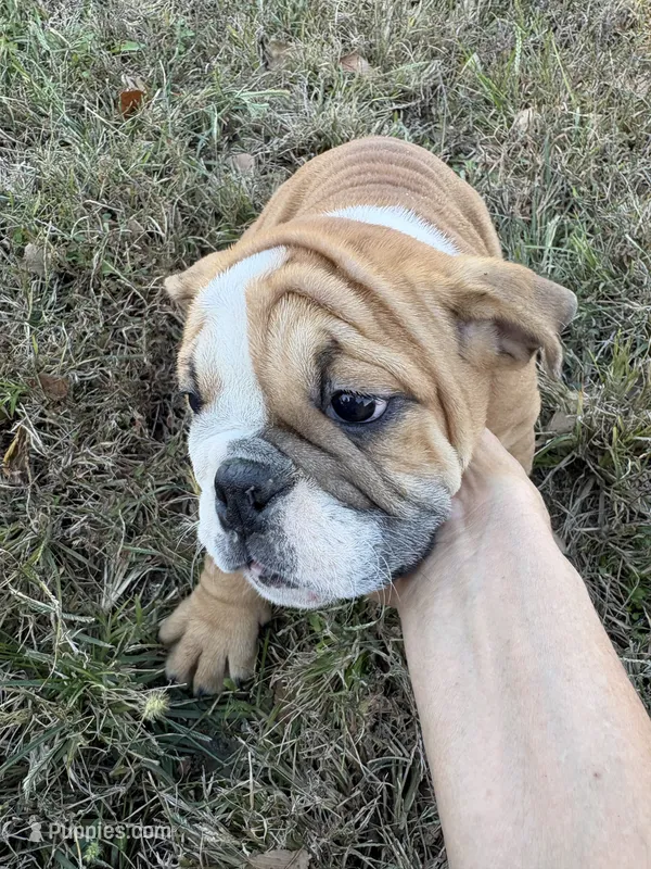  Sally Ann – English Bulldog puppy for sale in Beattie, KS