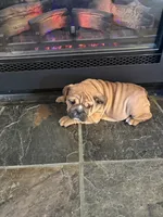 Nicole, a female English Bulldog for sale in Beattie, KS – 4 of 4