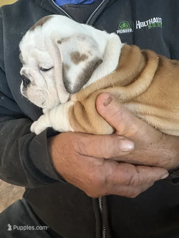 Oreo cookie – English Bulldog puppy for sale in Beattie, KS