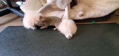 Facility video