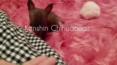 Facility video