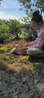 Teacup "Mochi" at *21 Oz!*  (Video), a female Chihuahua and Pomeranian for sale in Myrtle Beach, SC – 8 of 8