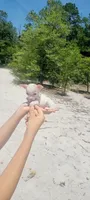 Pending Micro, a female Chihuahua for sale in Pickens, SC – 2 of 5