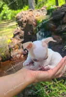 Micro Bella (video in desc), a female Chihuahua for sale in Bishopville, SC – 7 of 10