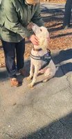 Toffee, a male Poodle - Standard  for sale in Sumter, SC – 2 of 5